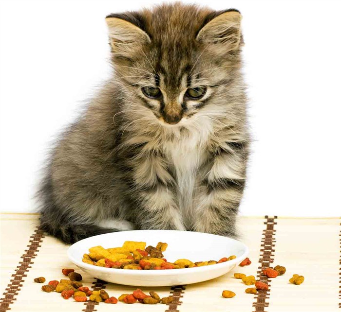 Сколько Раз в День Необходимо Кормить Кошку Смешанное кормление