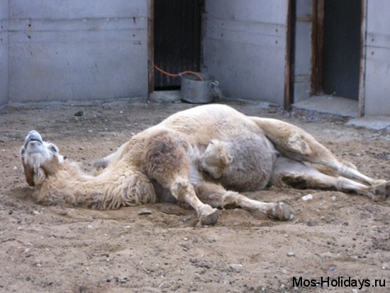 Верблюд в зоопарке любит поспать