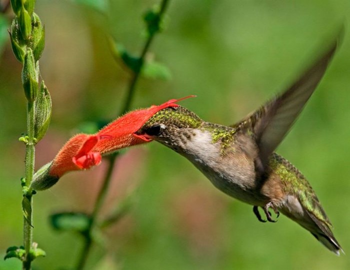 Что едят колибри