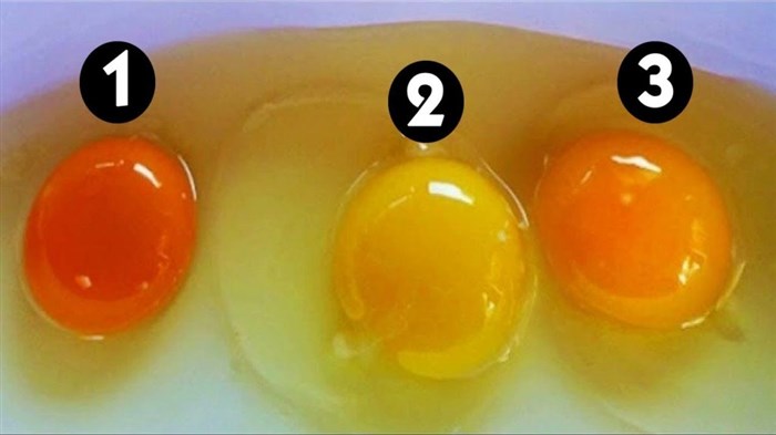 От чего зависит цвет желтка в яйце: как он связан со здоровьем курицы?