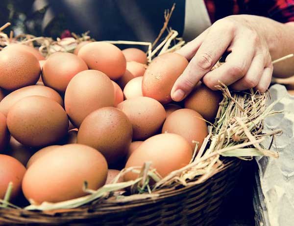 Почему Куриные Яйца Бывают Белые и Коричневые Окружающая среда