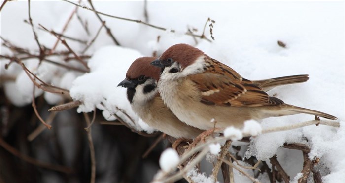 Какие Крупы Едят Птицы Зимой из Кормушки Семена растений
