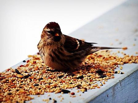 Акция «Покормим птиц зимой»