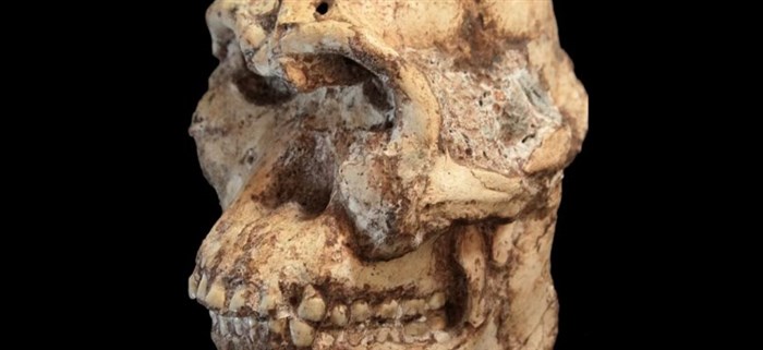 При раскопках нашли таинственного предка человека