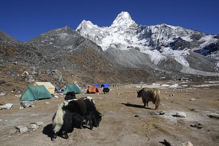 Гималайский йети: действительно ли снежный человек обитает в самой высокой горной системе мира? (13 фото)